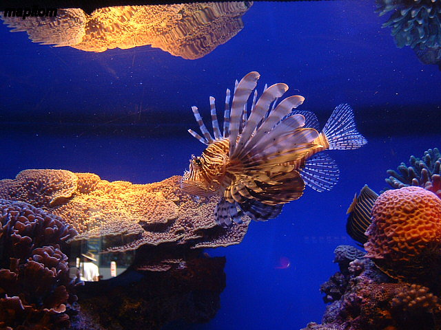 Eilat aquarium 