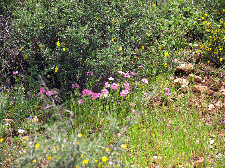 Весеннее цветение рядом с Бейт-Джан
