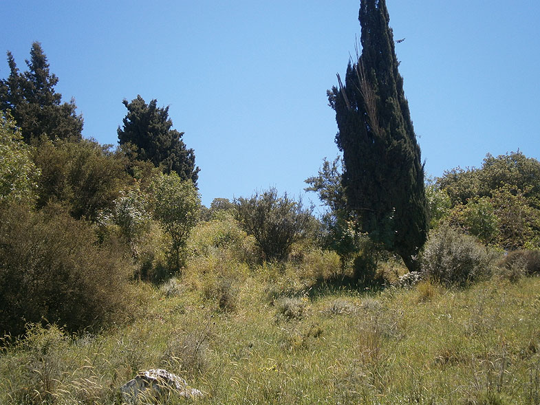 Forest in Beit She