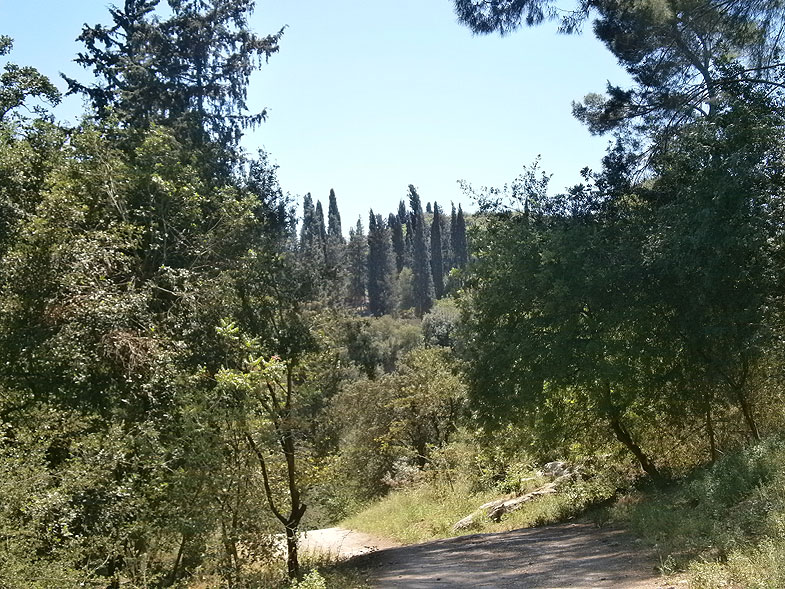 Forest in Beit She