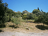 Лес в Бейт-Шеарим