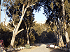 Beit Shemesh. Eucalyptus grove
