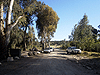 Beit Shemesh. Eucalyptus grove