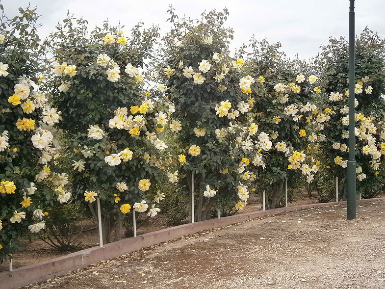 Beit-Shemesh. Rose Garden