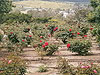 Beit-Shemesh. Rose Garden