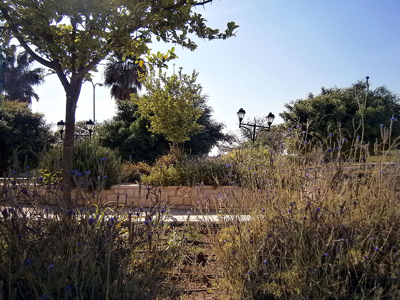 Бейт-Шемеш. Сад в центре города