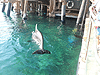 Дельфиний риф в Эйлате