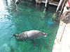 Дельфиний риф в Эйлате