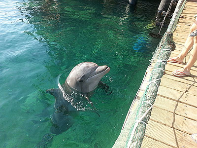 Дельфиний