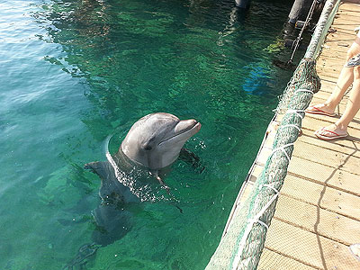 Dolphin