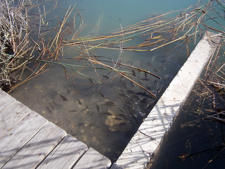 Рыбные пруды в заповеднике Эйн-Афек