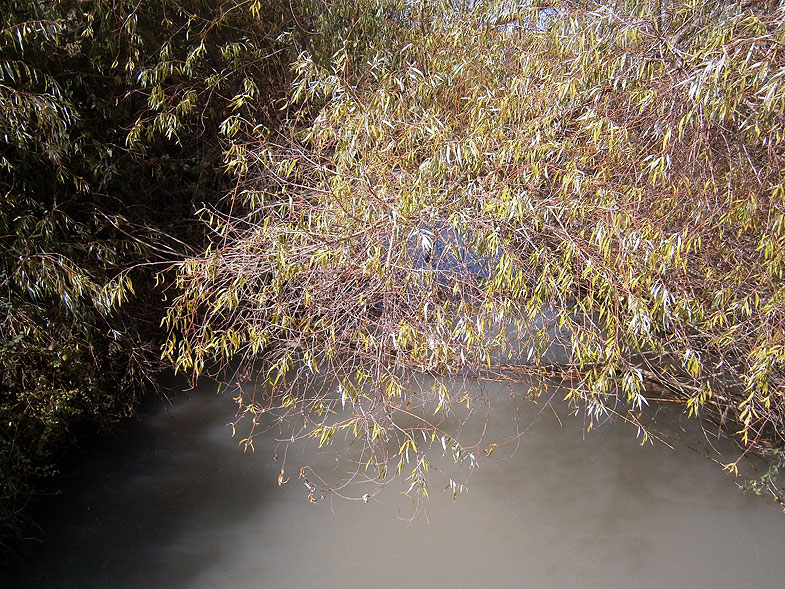 Рыбные пруды в заповеднике Эйн-Афек