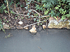 Fish ponds in the Ein Afek nature reserve