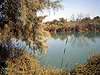 Fish ponds in the Ein Afek nature reserve
