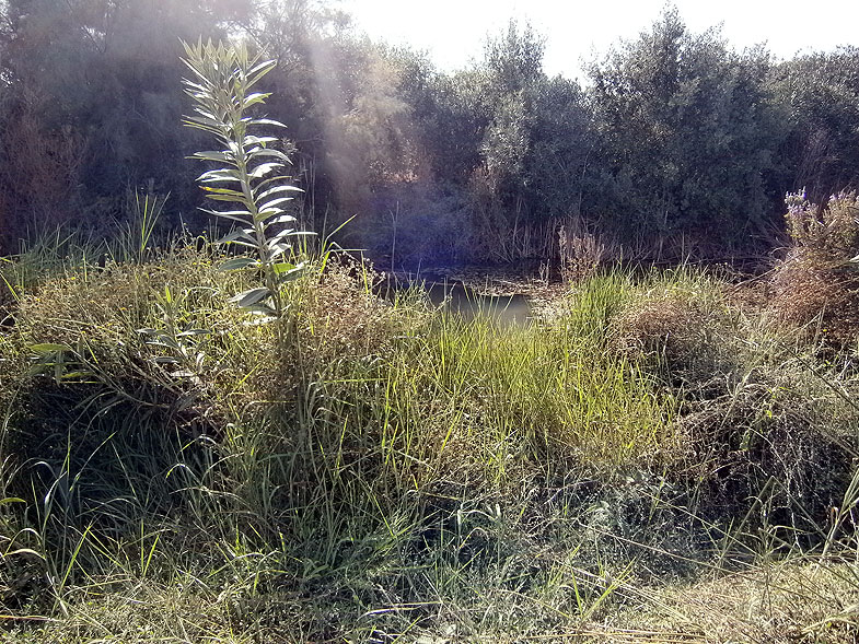 Ein Afek Nature Reserve