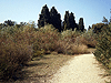Ein Afek Nature Reserve