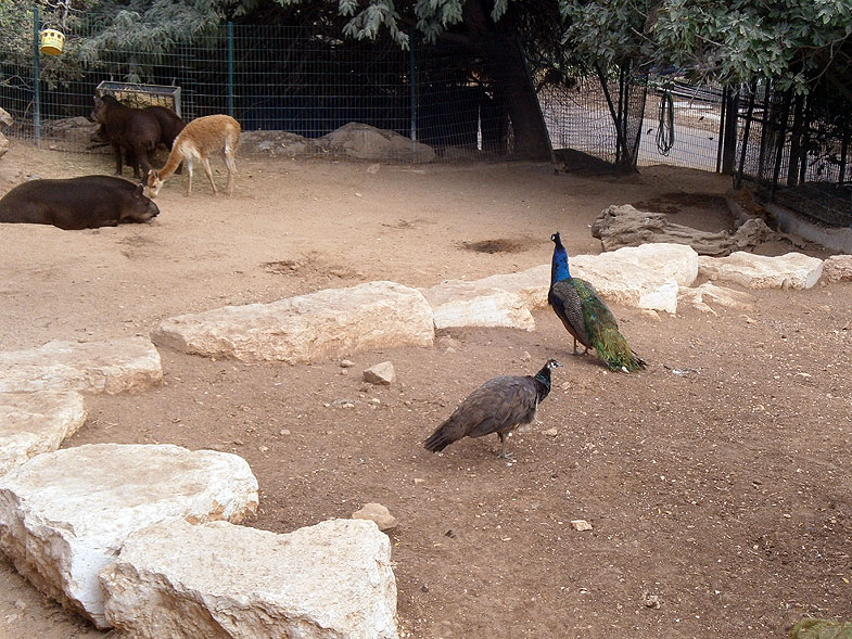 Библейский зоопарк в Иерусалиме