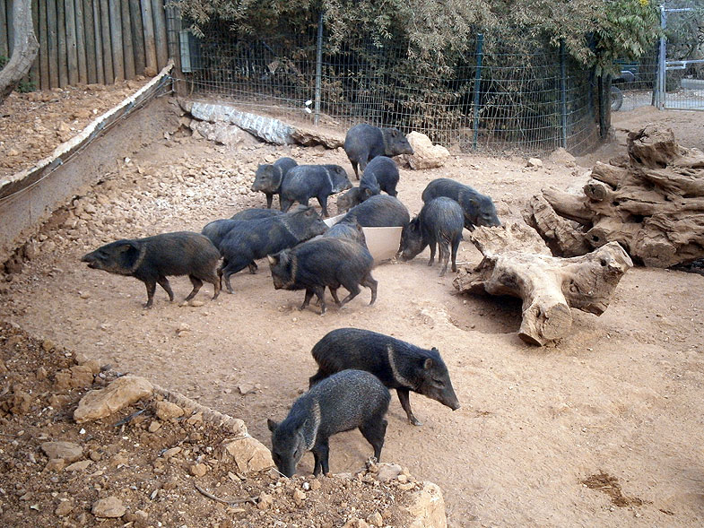 Jerusalem Biblical Zoo