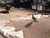 Библейский зоопарк в Иерусалиме