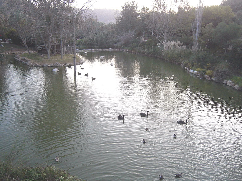 Озеро фламинго в Библейском зоопарке в Иерусалиме