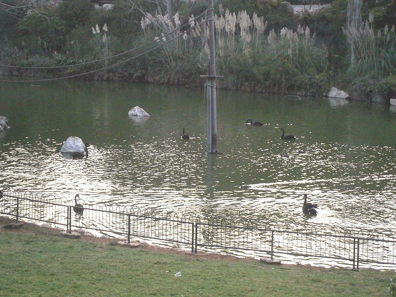 Озеро фламинго в Библейском зоопарке в Иерусалиме