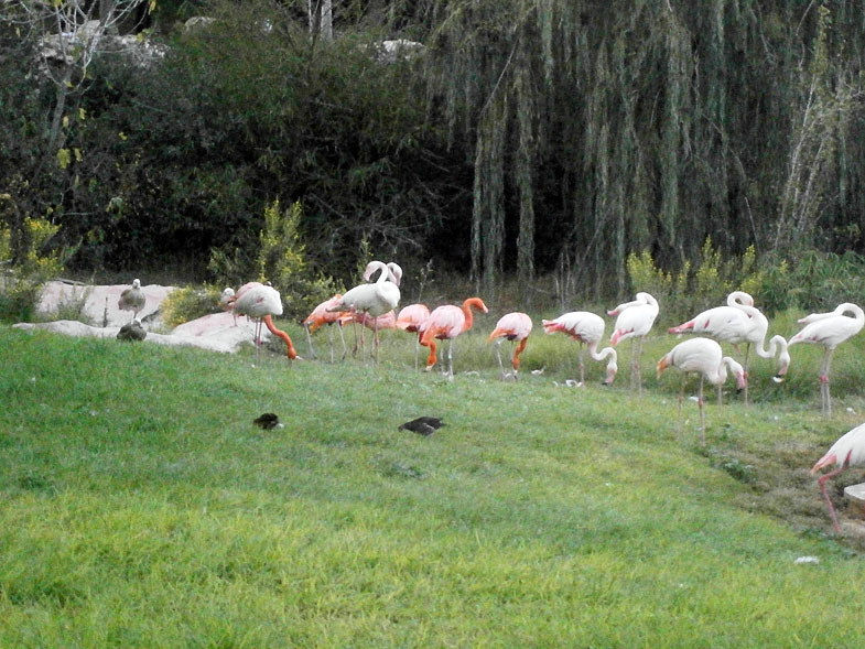 Lake flamingos in the Jerusalem Biblical Zoo