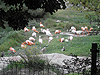 Lake flamingos in the Jerusalem Biblical Zoo