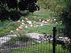 Lake flamingos in the Jerusalem Biblical Zoo
