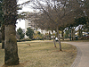 Kiryat Ono. Reisfeld Park 