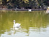 Kiryat Motzkin. Swan Lake