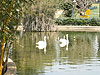 Kiryat Motzkin. Swan Lake