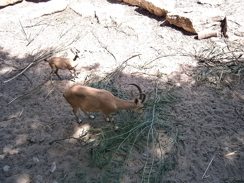 Kiryat Motzkin. Zoo