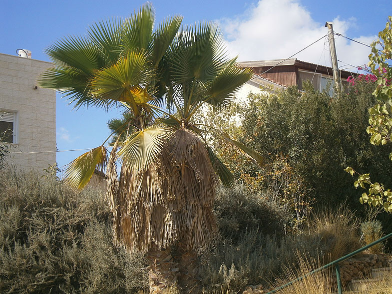 יישוב תקוע