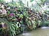 Utopia Orchid Park
