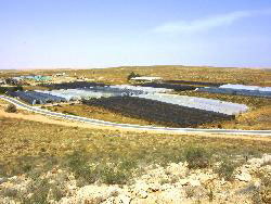 Nitzanei Sinai. Photo: ramat-negev.org.il